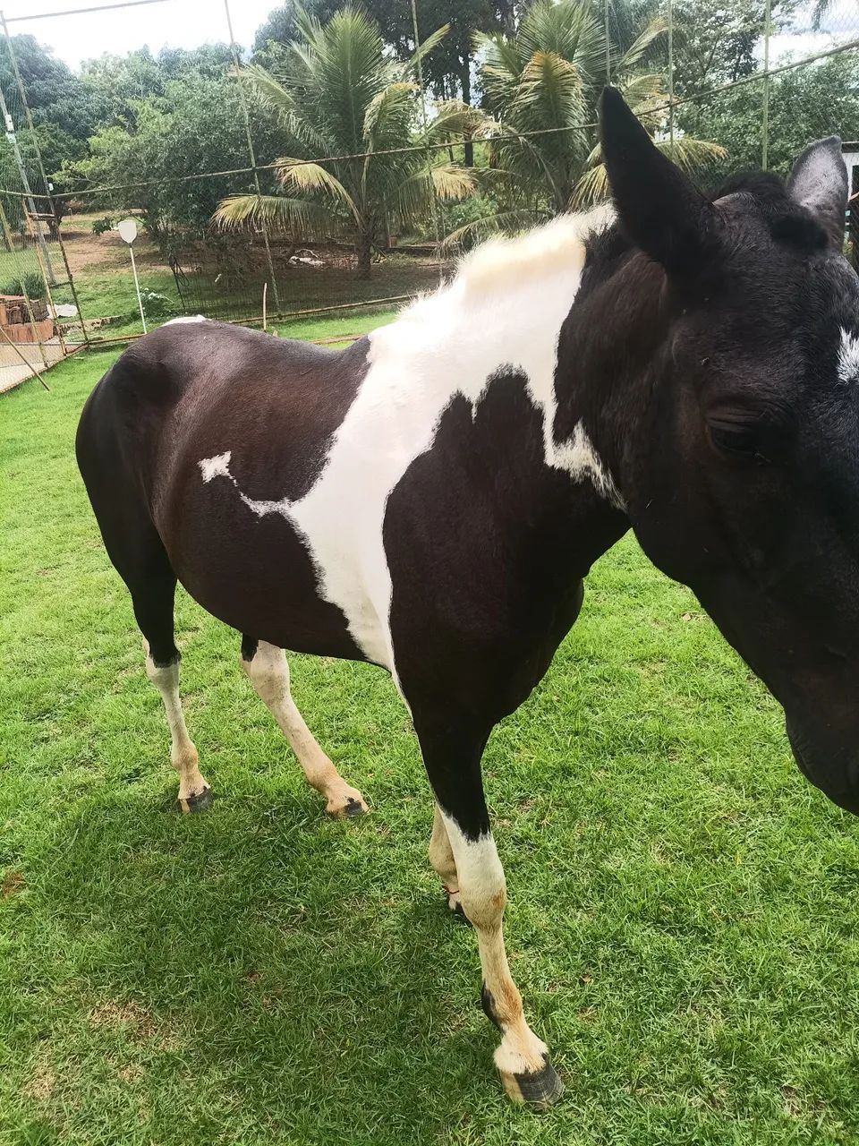 Oportunidade  - Foto 3