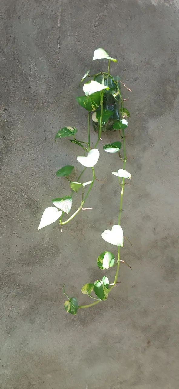 Plantas jiboia 