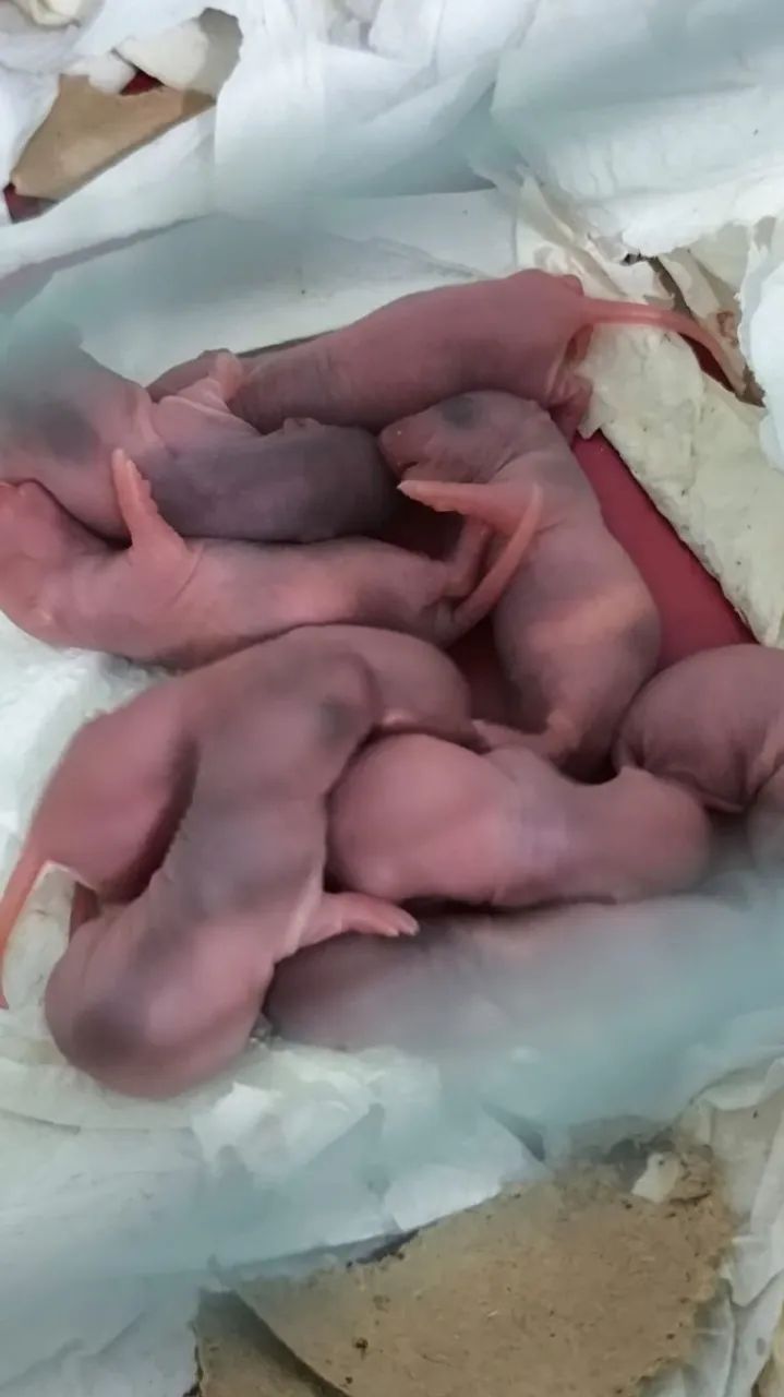 Ratos - Foto 3