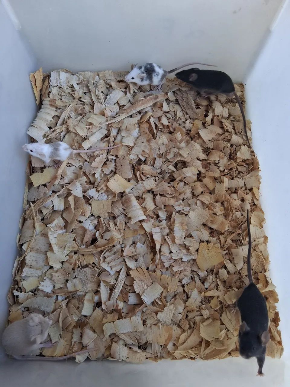 Ratos e insetos 