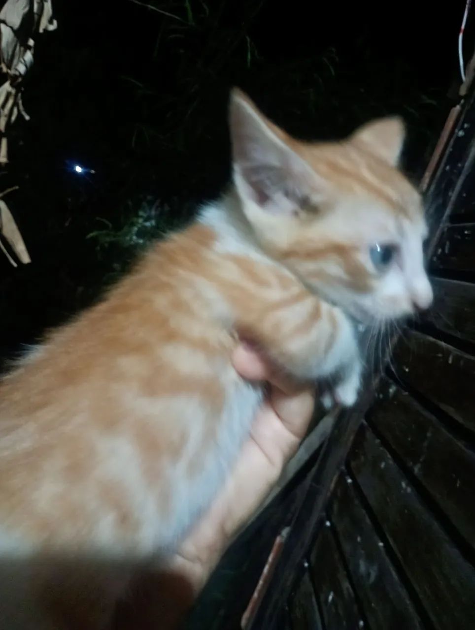 doação de gatos - Foto 4