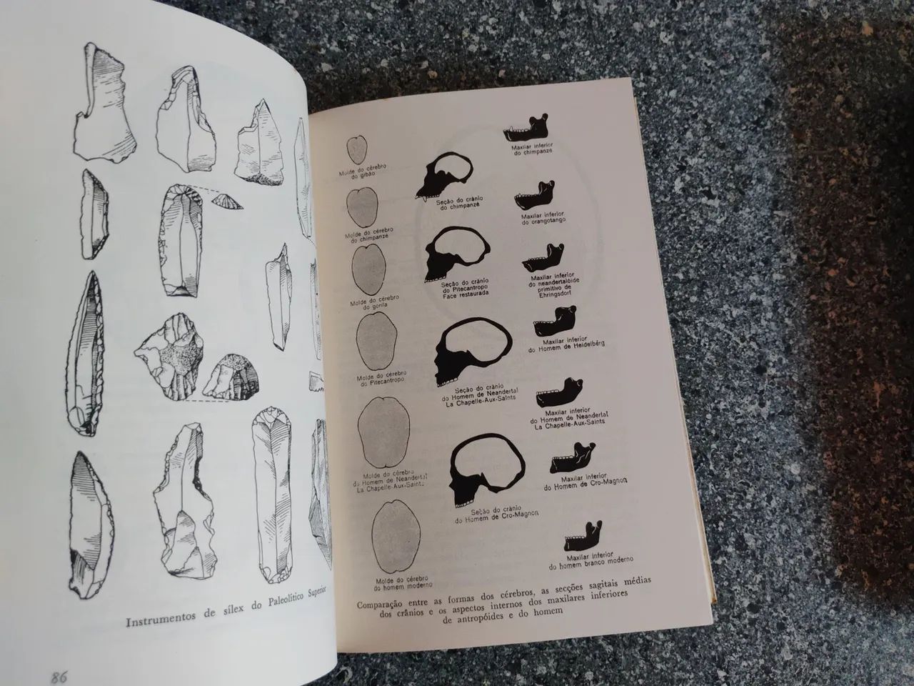 Introdução a ANTROPOLOGIA  - Foto 3