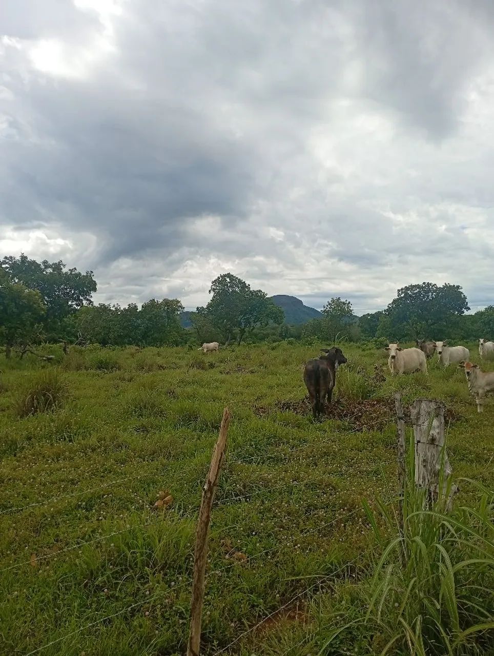 Fazenda a venda  - Foto 4
