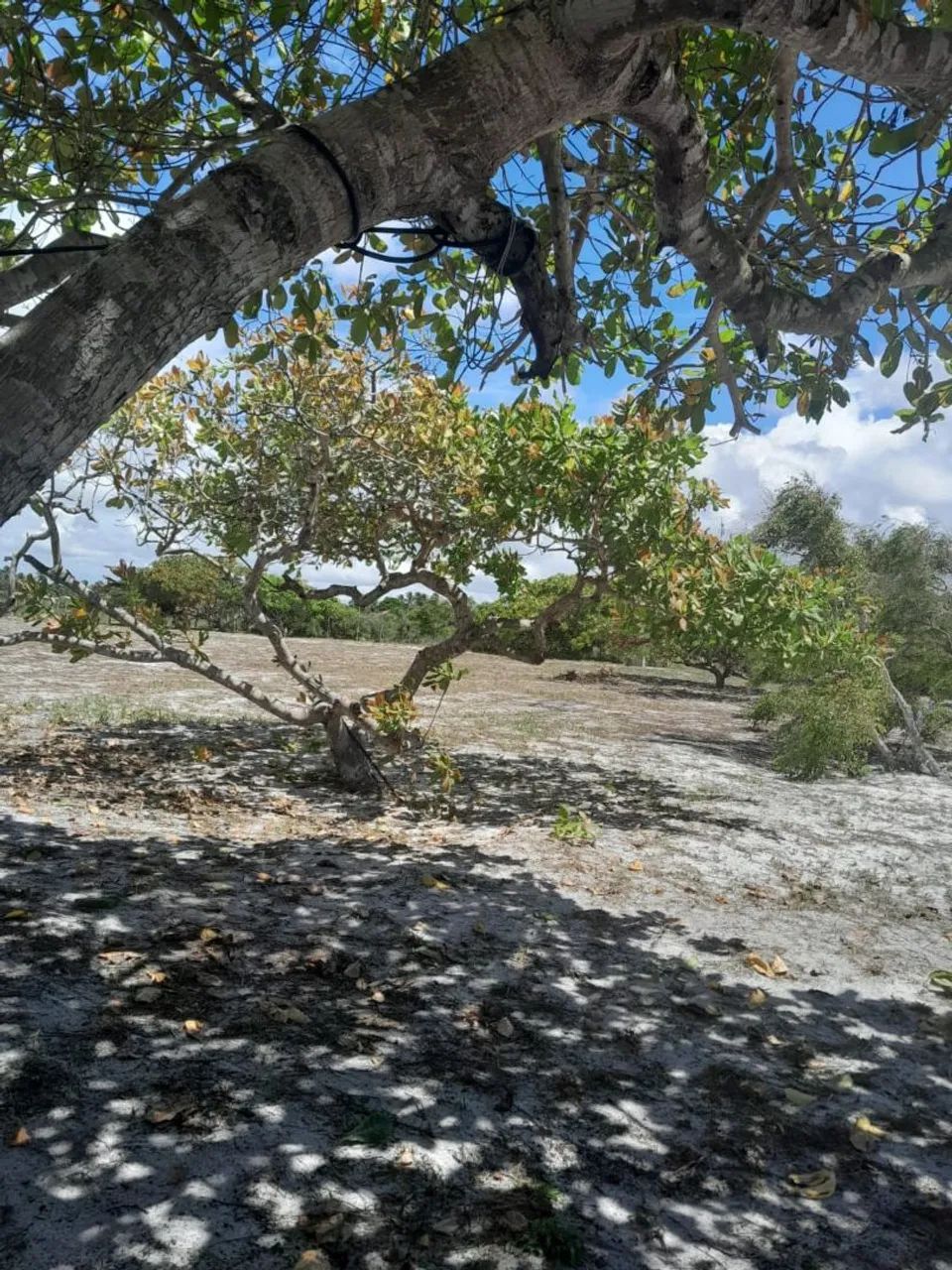 Vendo Lotes no Povoado Flexeiras em Santo Amaro das Brotas - Foto 2