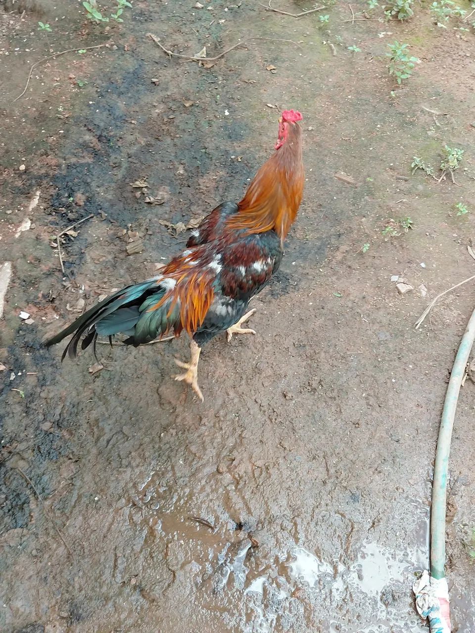 Vender  galo ?  - Foto 3