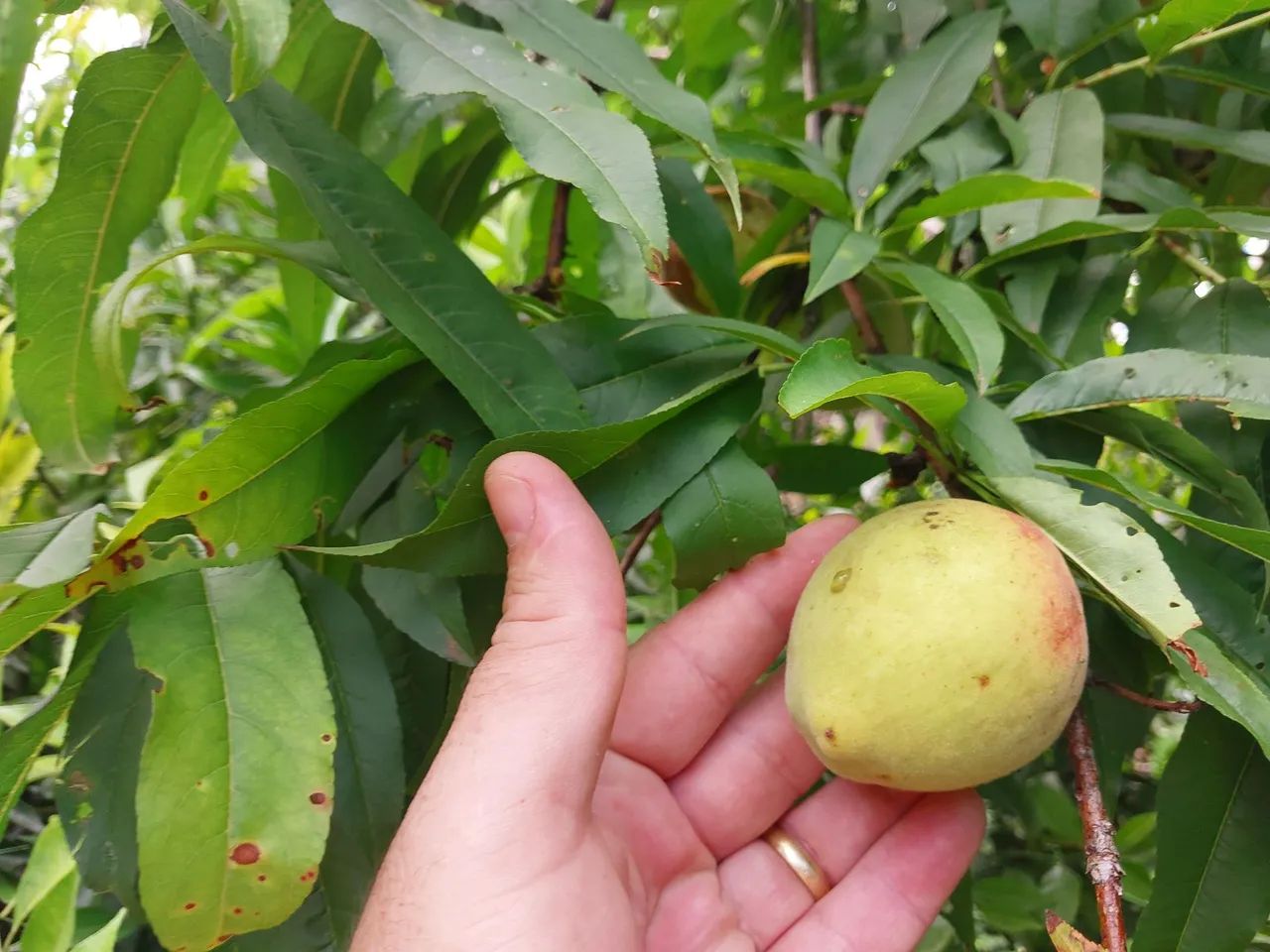 Vende-se linda chácara  - Foto 5