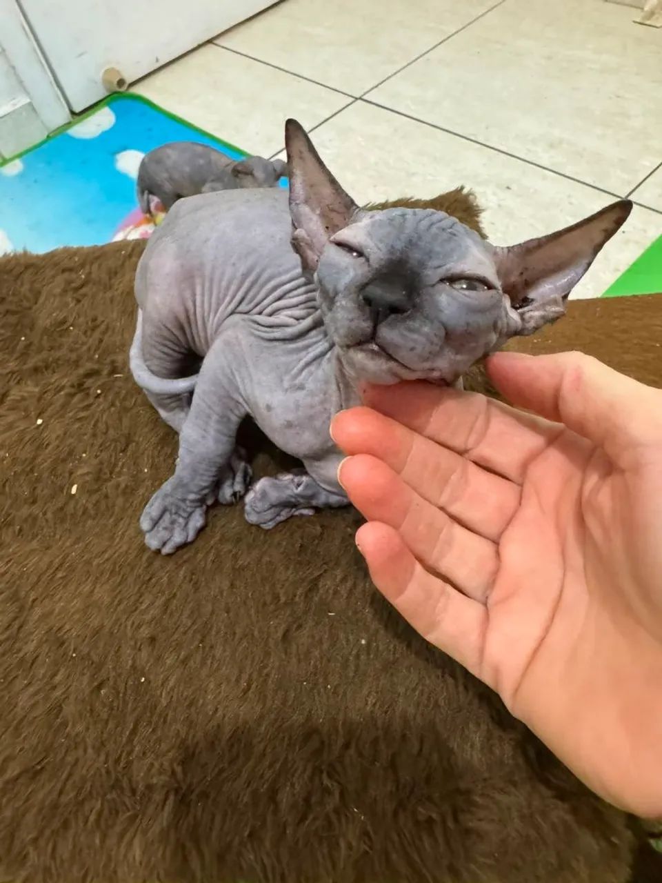 macho sphynx  filhote - Foto 4