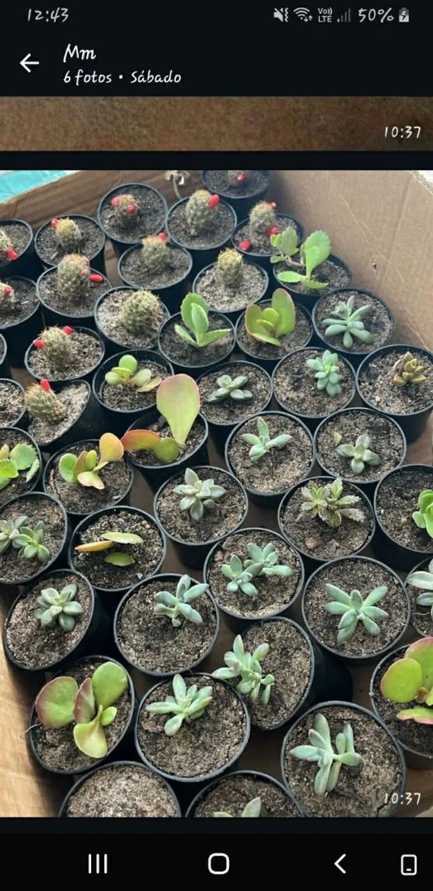 Cactos e suculentas - Foto 3