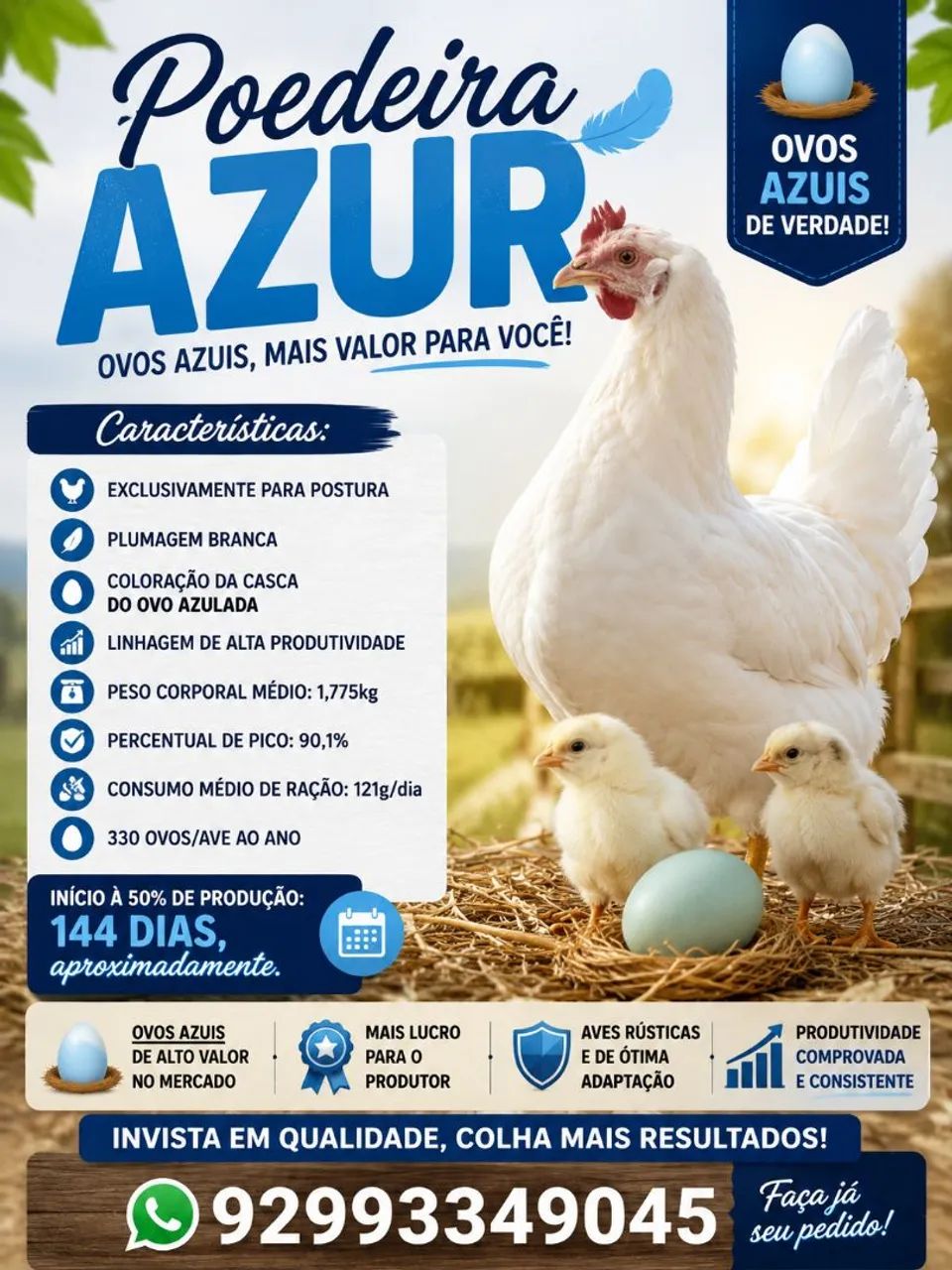 Pintainhas poedeiras de ovos azuis  - Foto 2