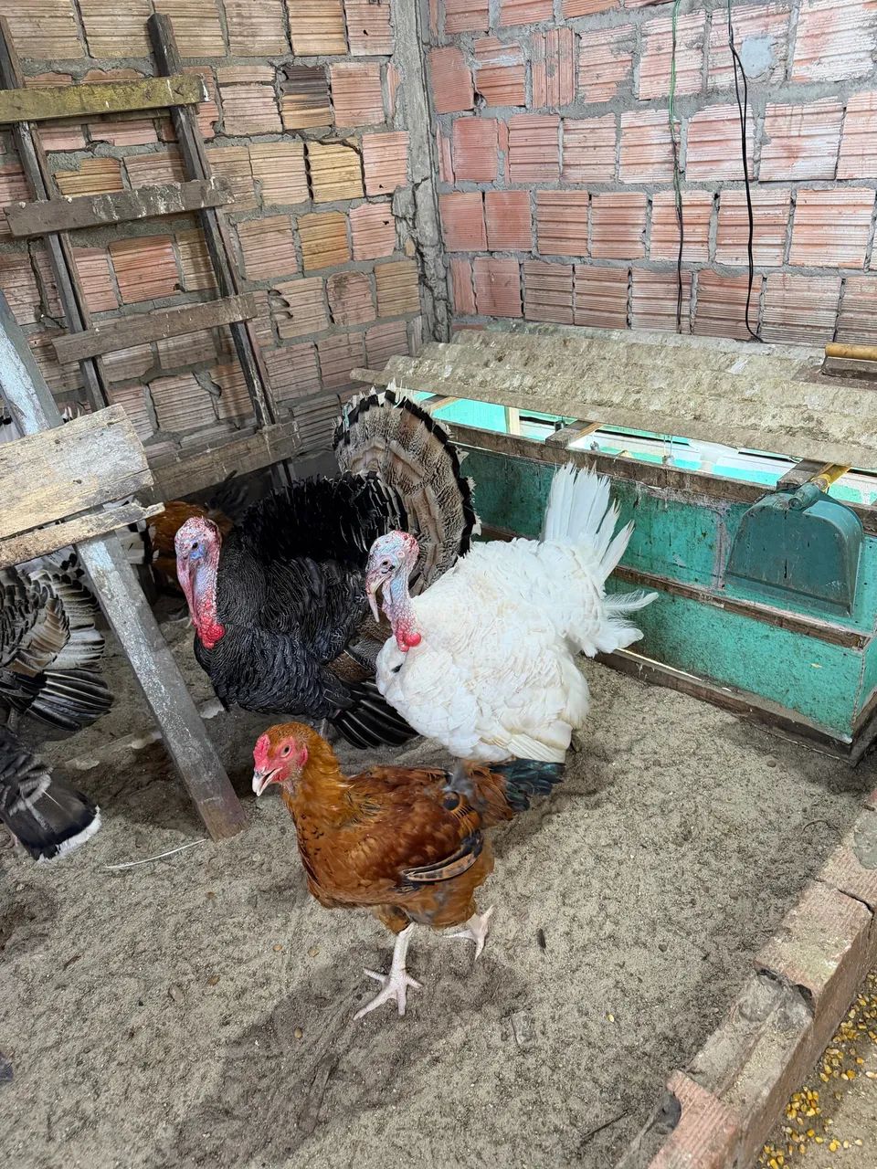VENDE SE PERU - Foto 2