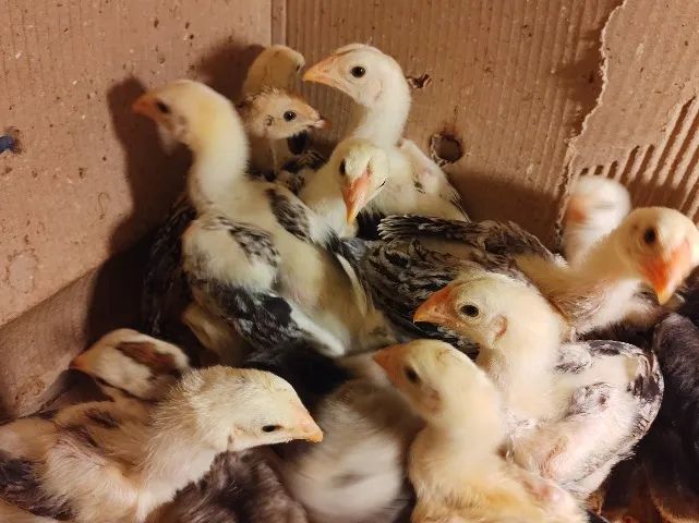 Frangos e Pintinhos ÍNDIO GIGANTE  - Foto 4