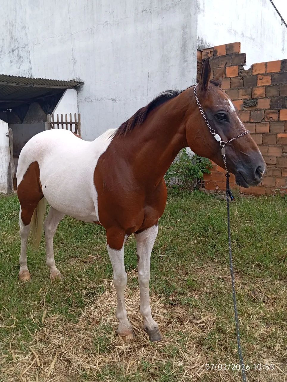Égua Paint Horse  - Foto 4