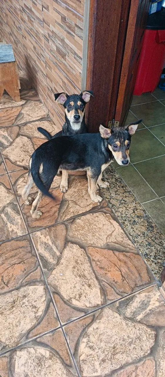 Doação de duas cadelinhas 