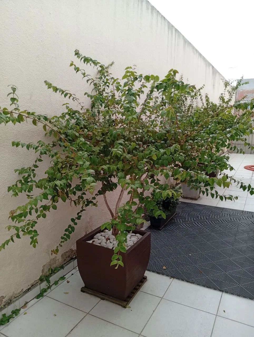 Vaso frutífera Pitangueira