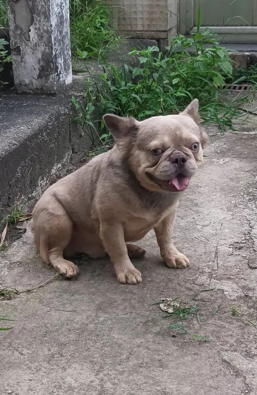 Bulldog Francês  - Foto 3