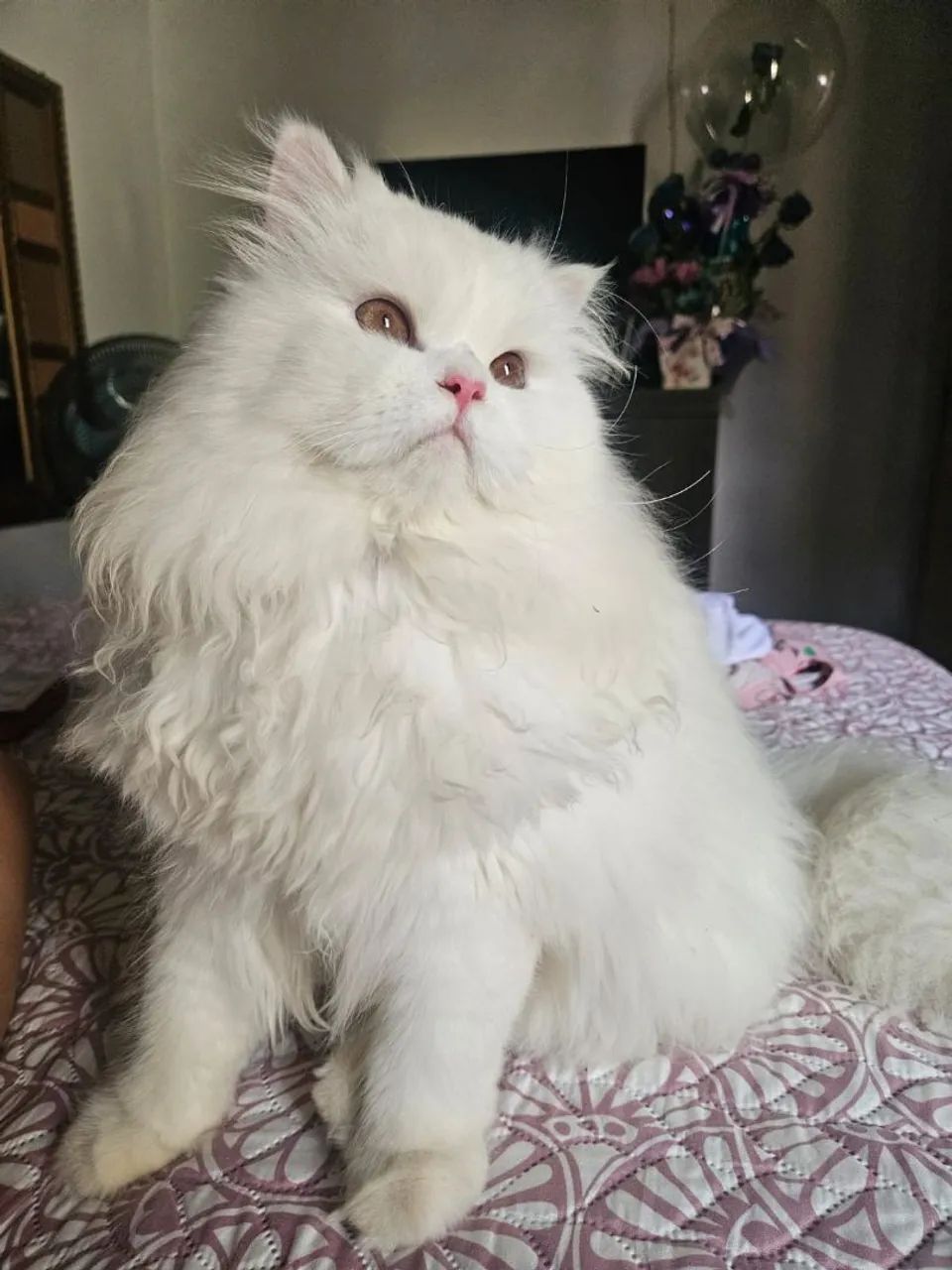 Vendo gato persa macho castrado! 