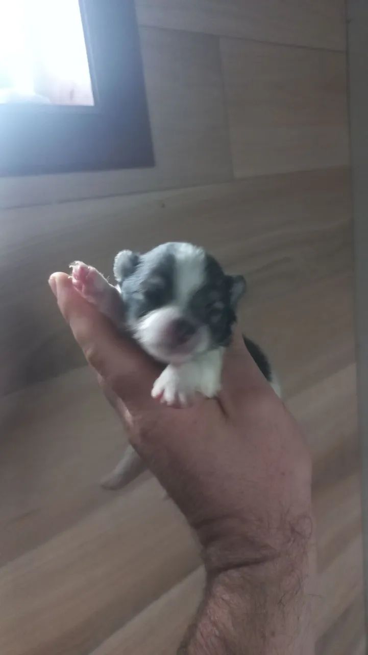 Lulu da pomerania  - Foto 5