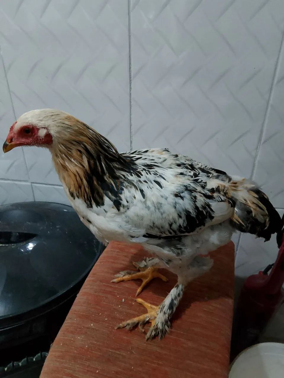 Frangos caipira 
