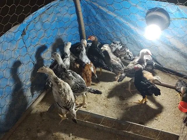 Frangos e Pintinhos ÍNDIO GIGANTE  - Foto 2