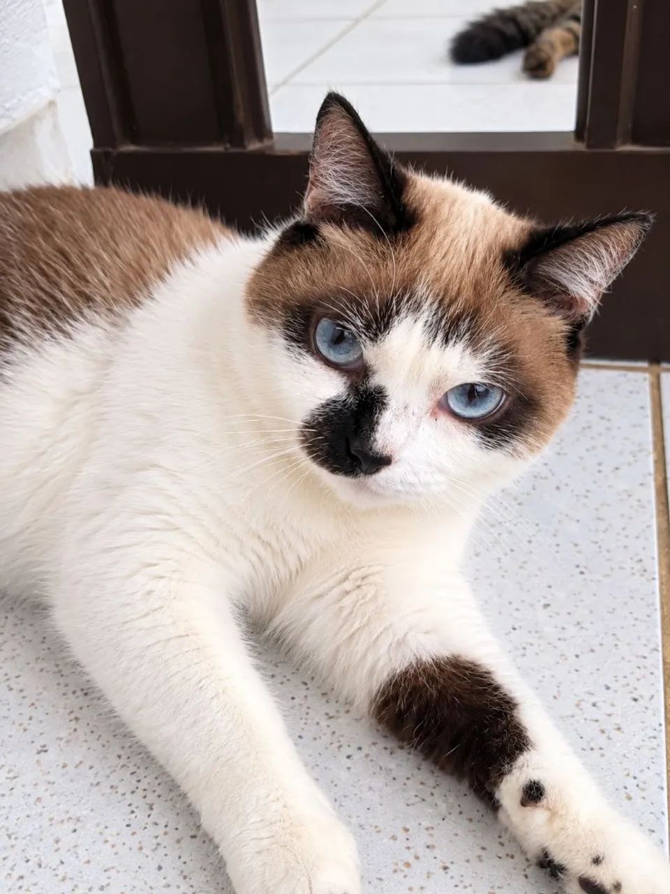 Gata mestiça sialata