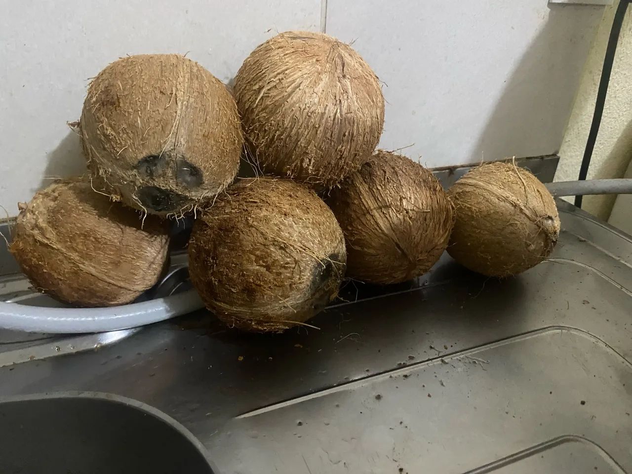 Vendo 6 cocos seco 