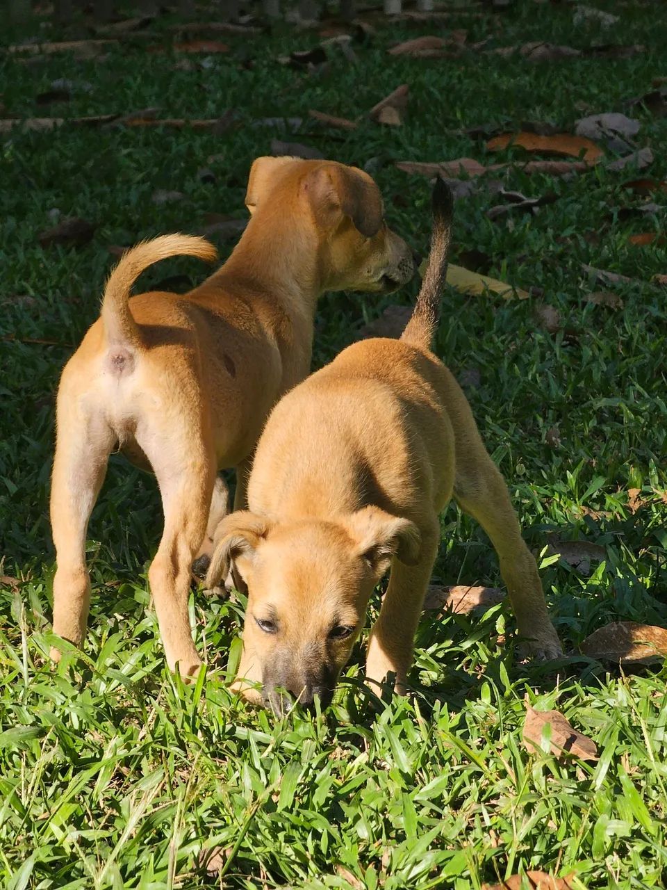Doação  - Foto 4