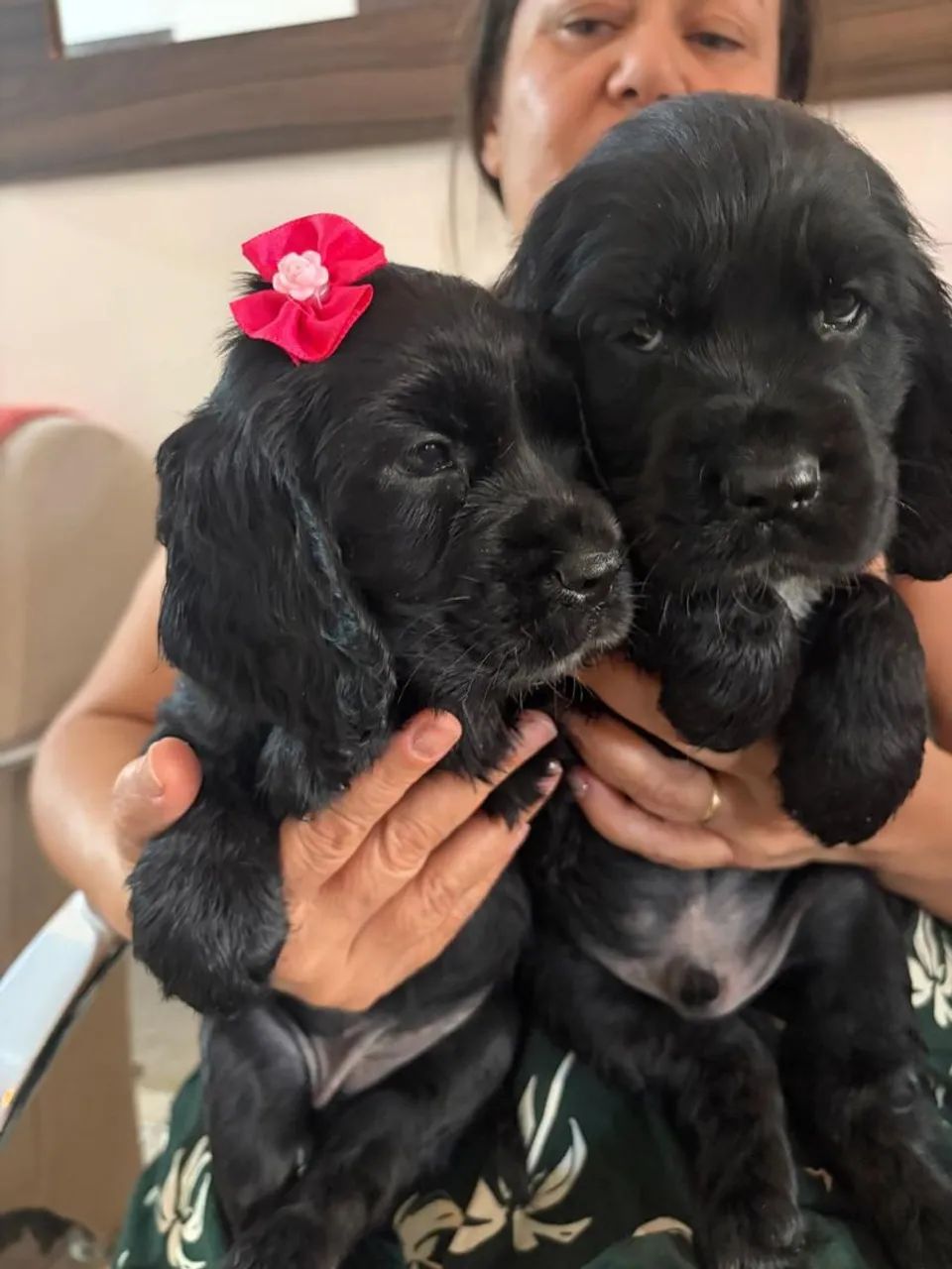 Lindos filhotes cocker spaniel ingles  - Foto 2