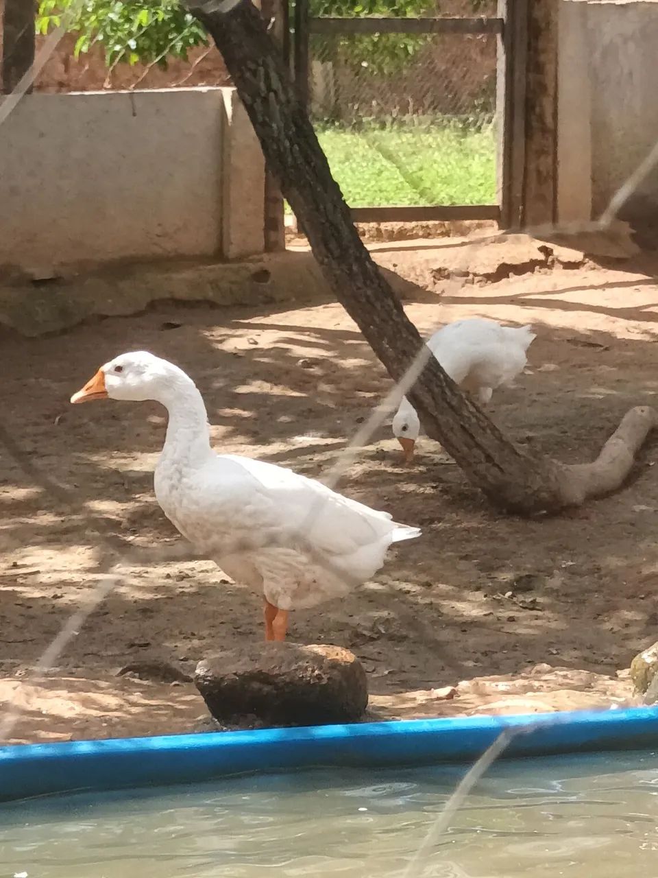 Ganso - Foto 4