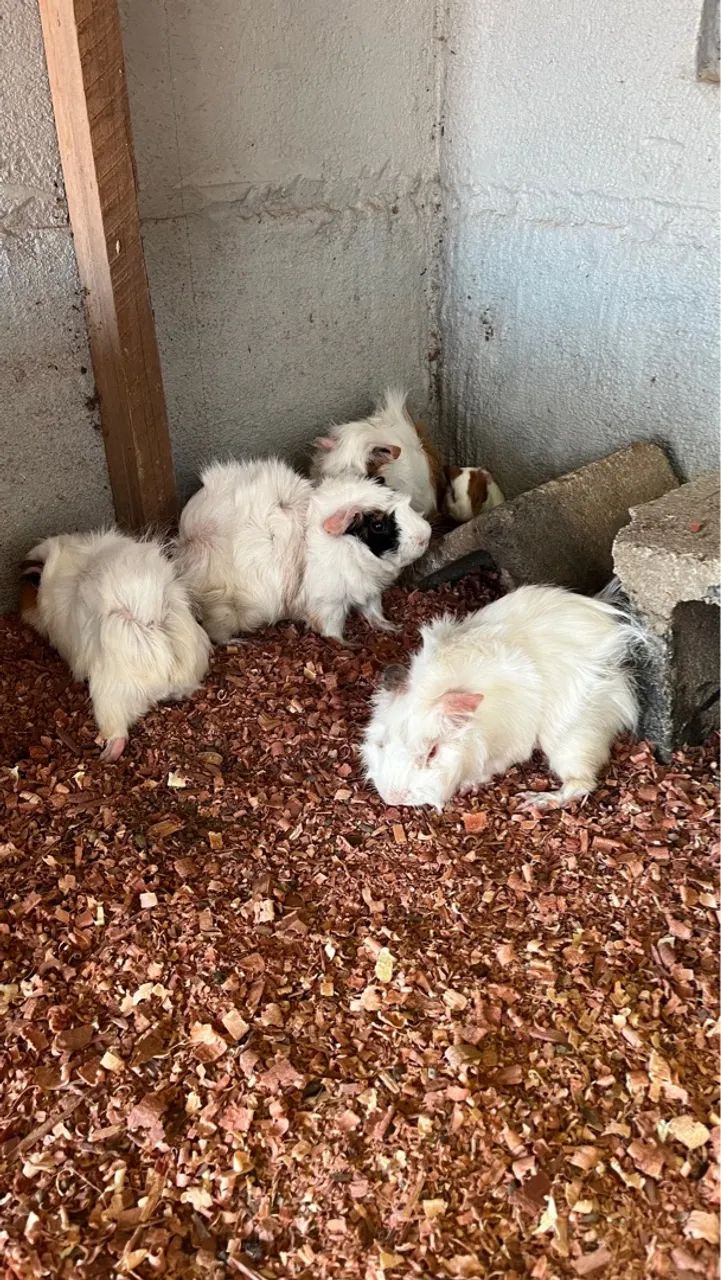 Vende porquinhos da índia  - Foto 4