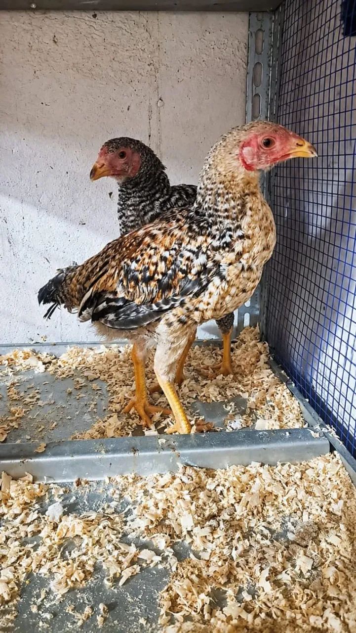 Vendo galo galinhas e codornas 