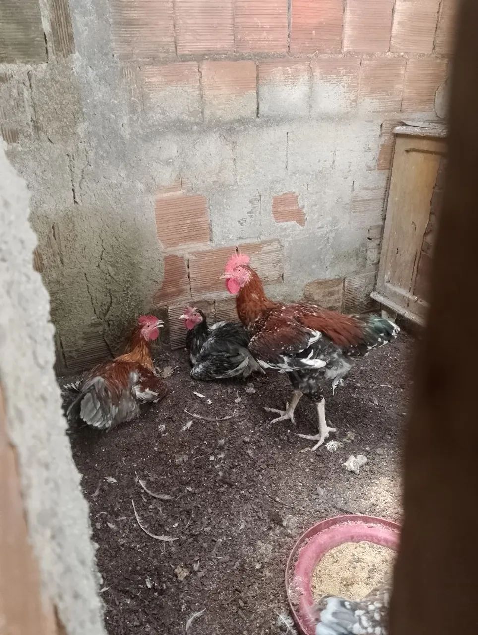 Frangos GSB