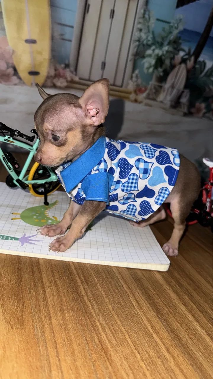 Pinscher macho zero  - Foto 4