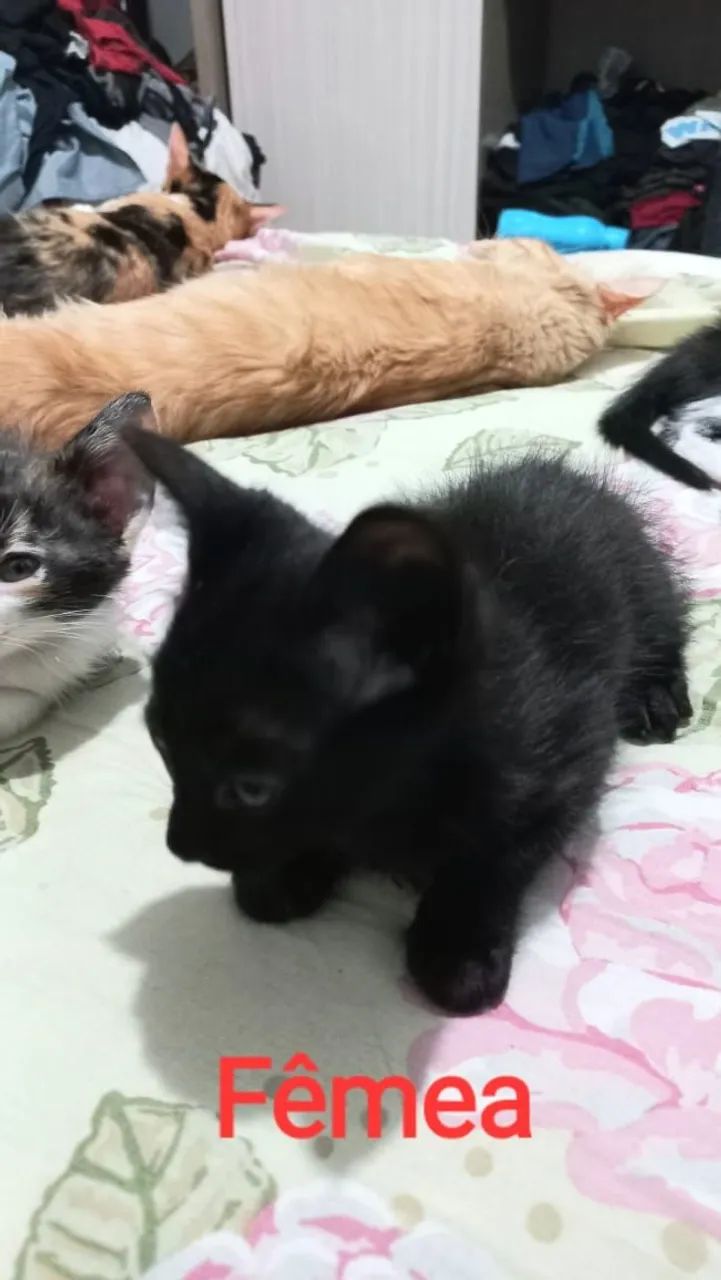 Doação gatos filhotes 