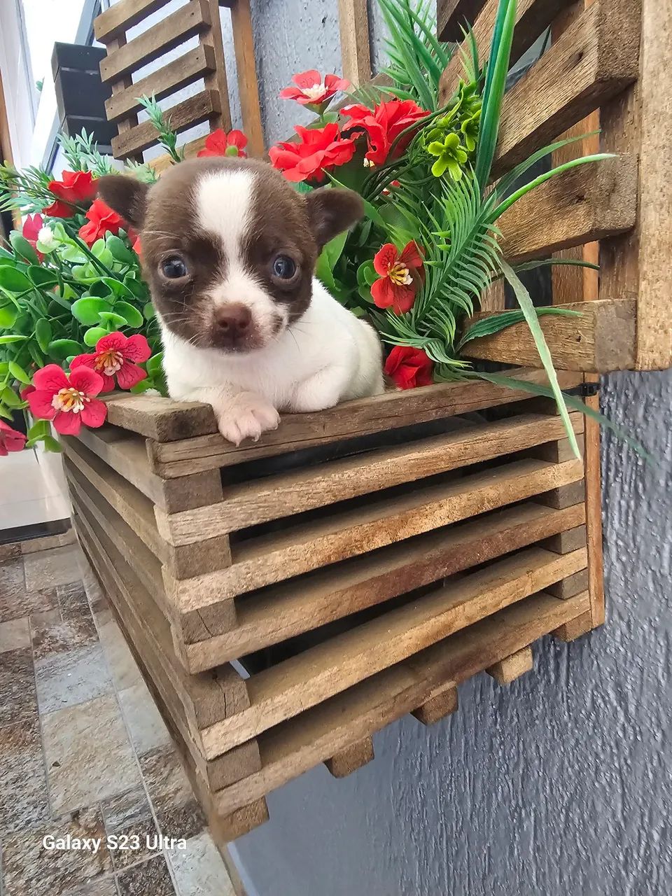 Cachorro  - Foto 3