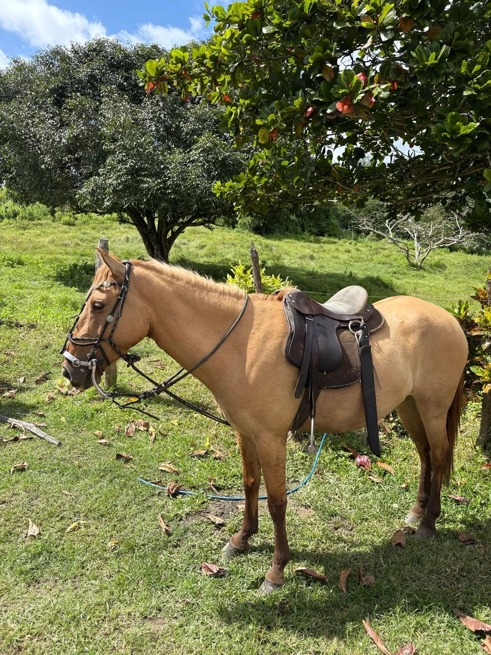 POTRA MESTIÇA COM SANGUE QUENTE - Foto 5