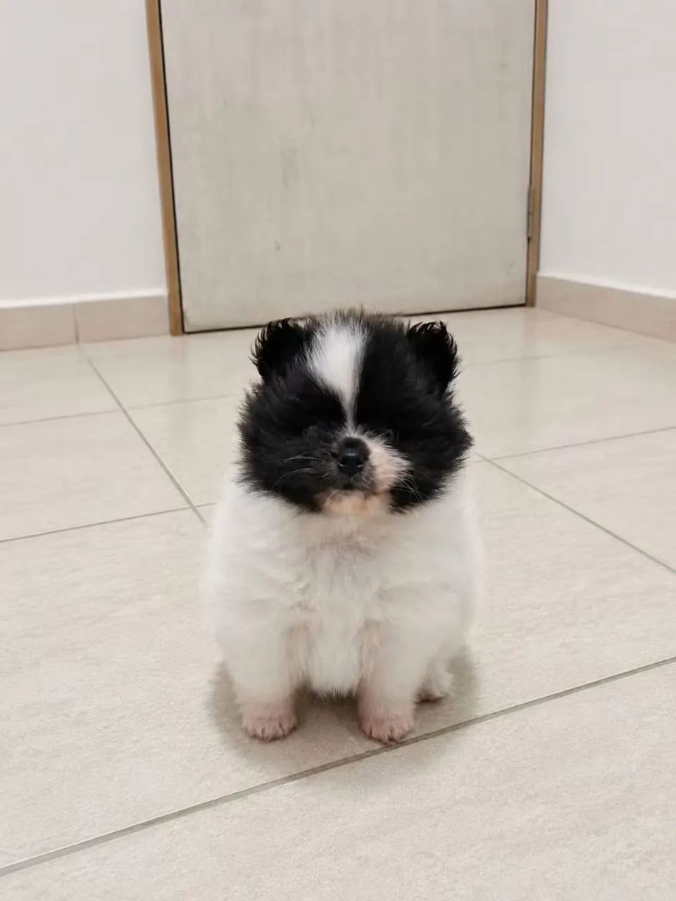 Spitz alemão  - Foto 2