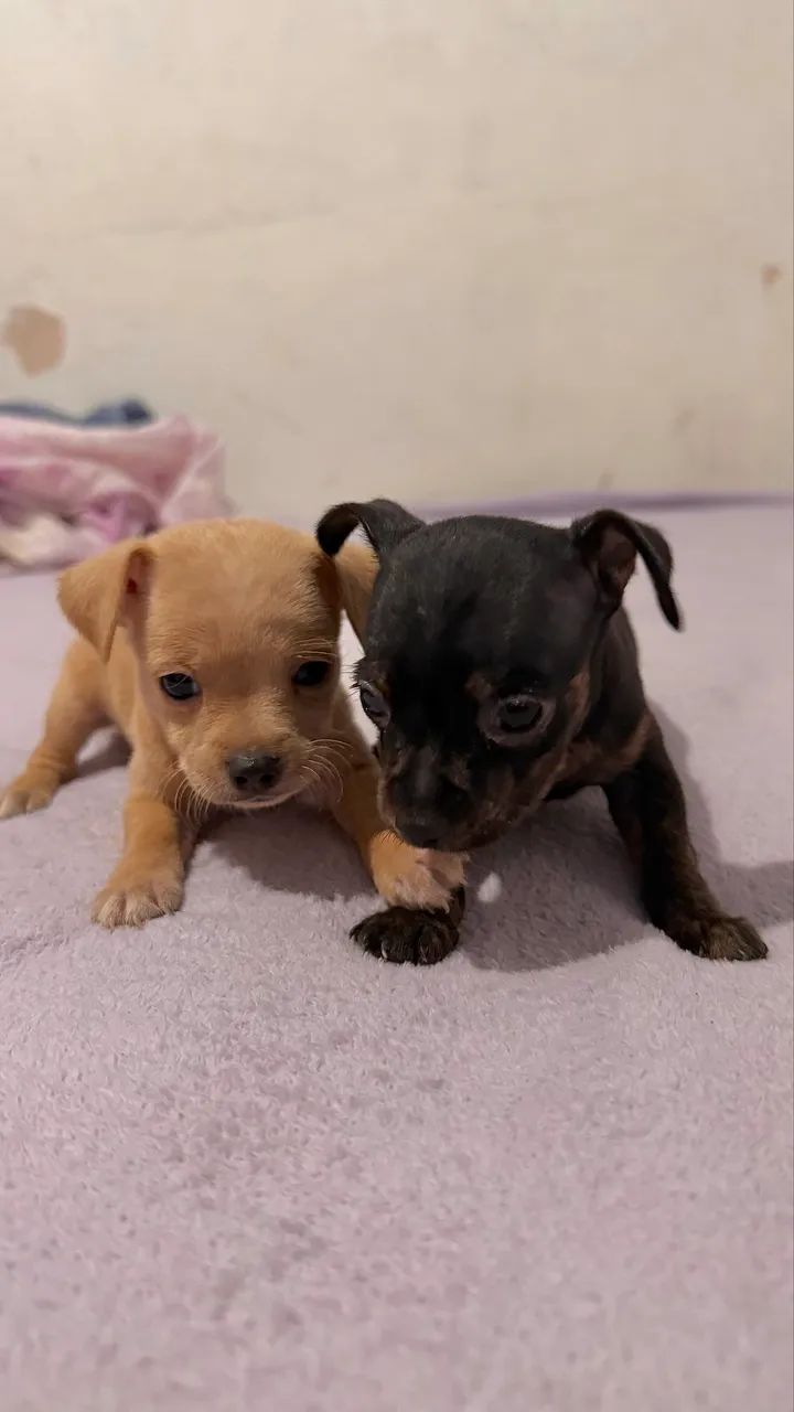 Pinscher zerinho machos - Foto 4