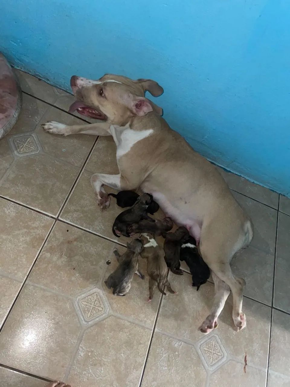Pitbull