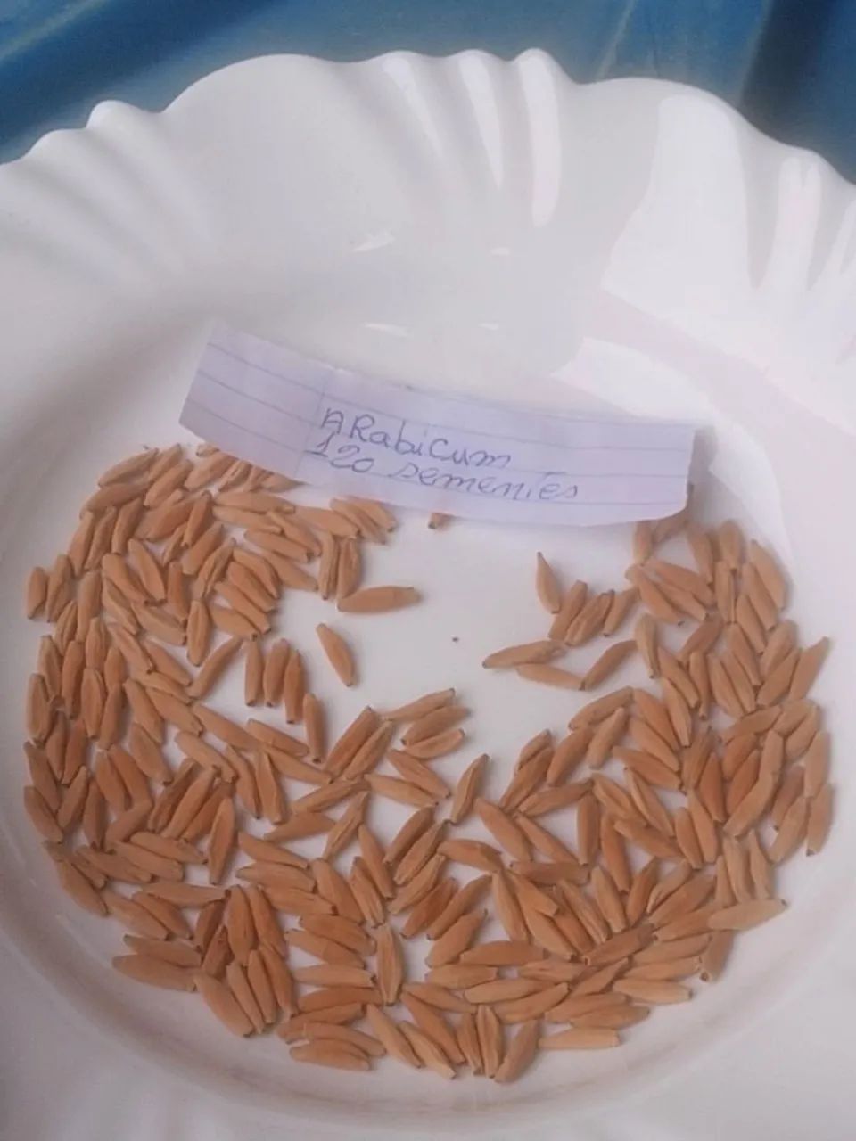 Vendo sementes de  Rosa do deserto ARABICUM ABSUM  - Foto 2