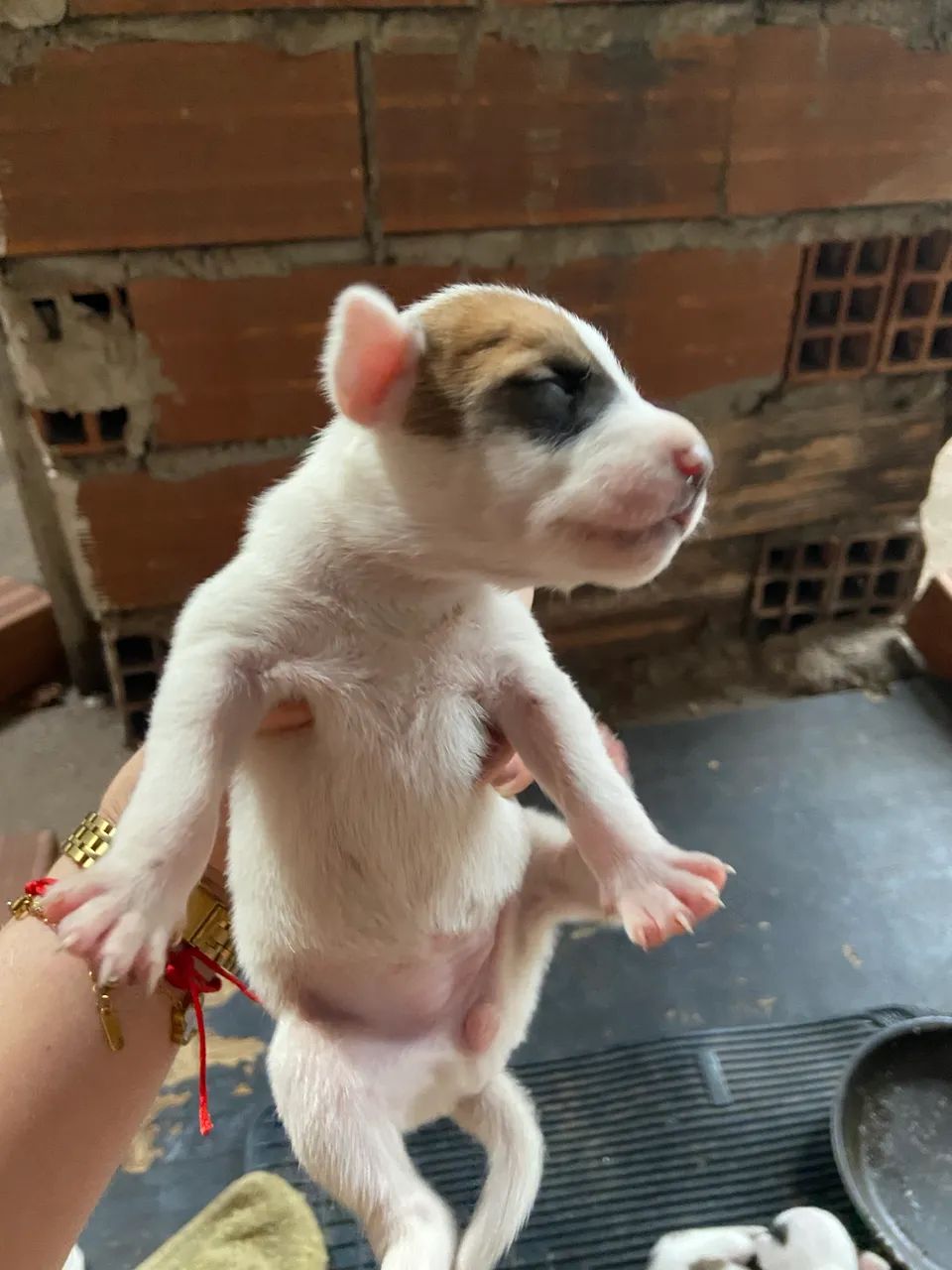 Doa-se cachorros pitbull  - Foto 2