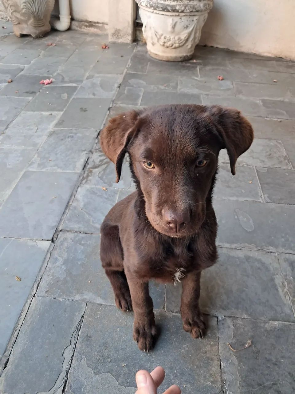 Cachorro  - Foto 3