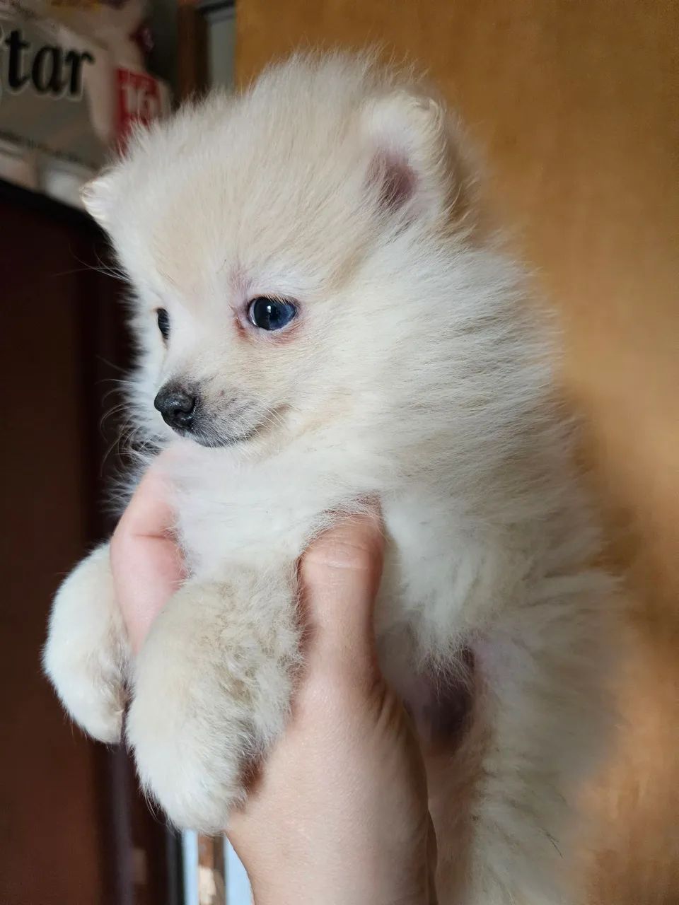 Spitz Alemão macho