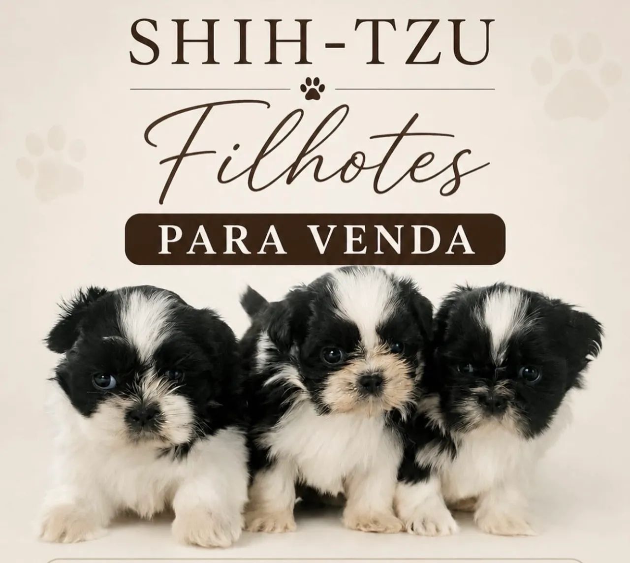 FILHOTES SHITSZU 