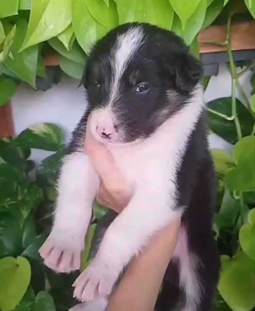 Border collie de linhagem excelente 