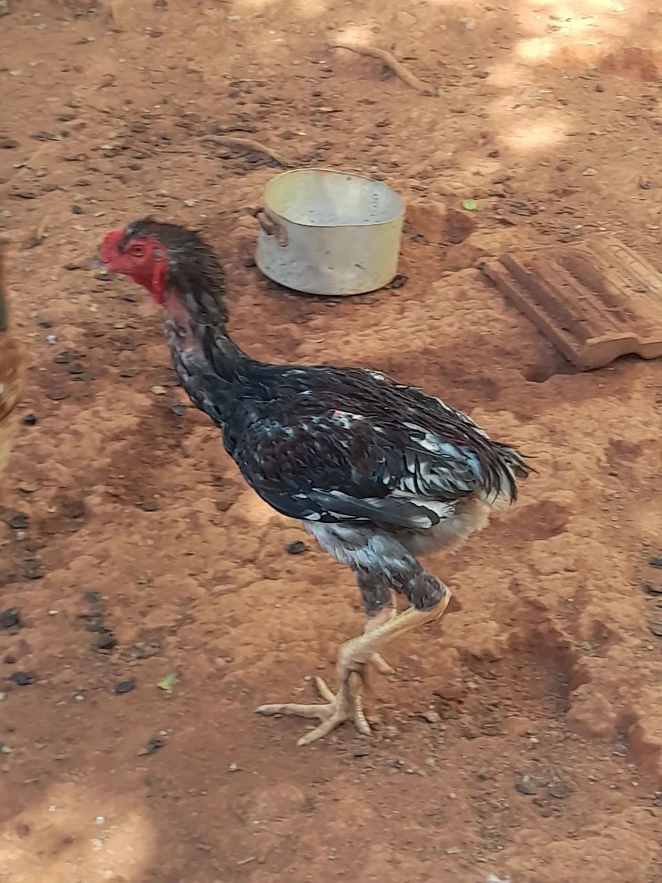 Galinha - Foto 2