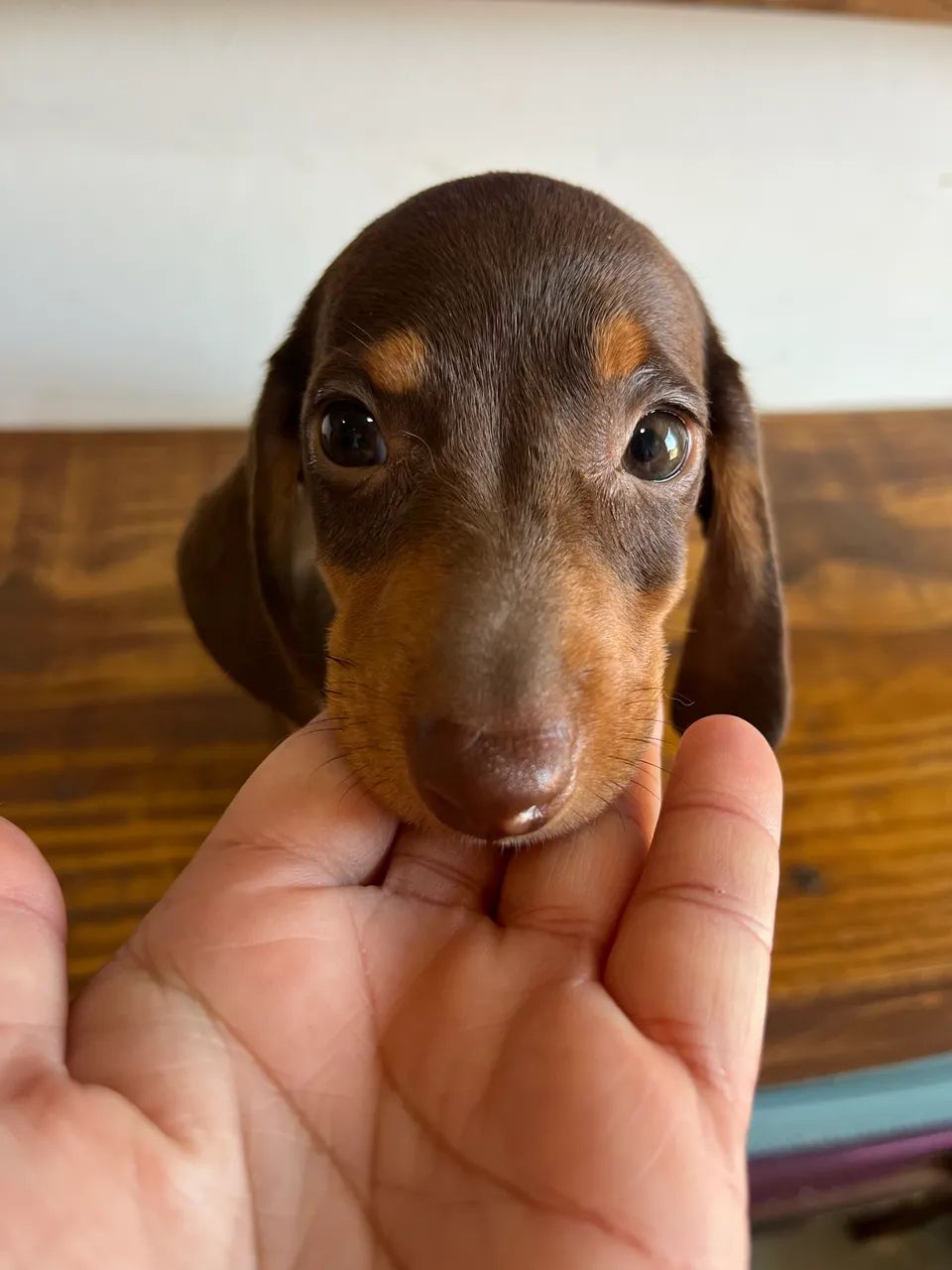 Dachshund miniatura macho - Foto 4
