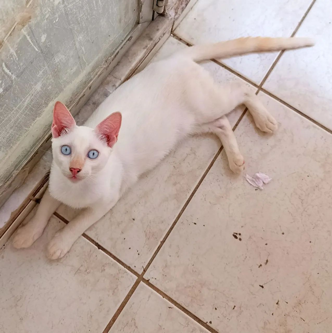 Gatos pra adoção, castrado vermífugado , dócil usa caixa de areia  - Foto 2