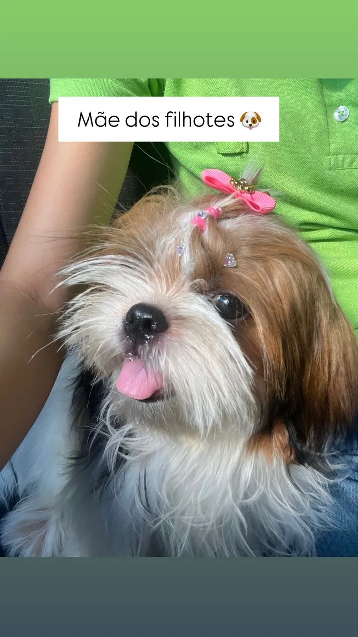 Filhotes Shih tzu - Foto 2