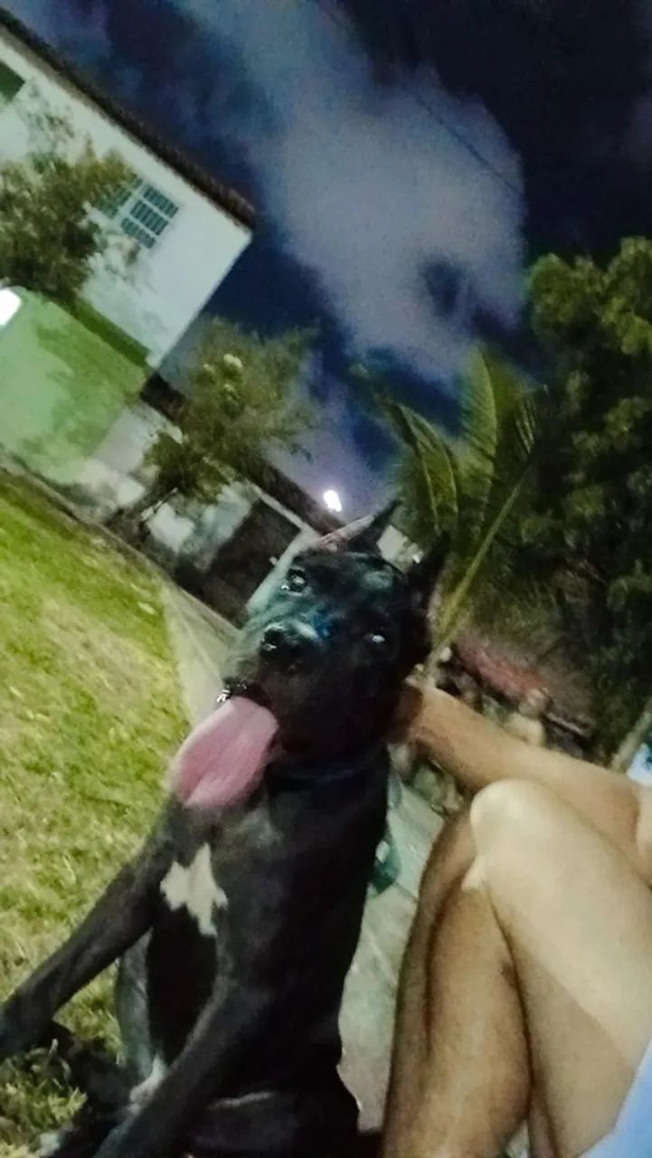 Cachorro  - Foto 2