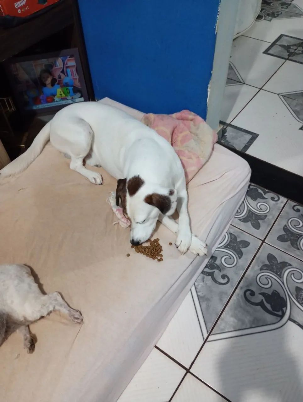 Doação de cachorro  - Foto 2